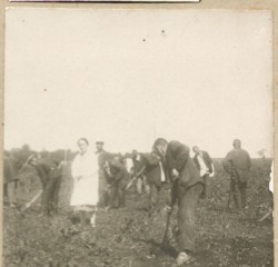 Фотография. Полка кукурузы в Ставропольской психиатрической больнице. 1930-е гг. Из фотоальбома главного врача А.Я. Доршта 1939 г.